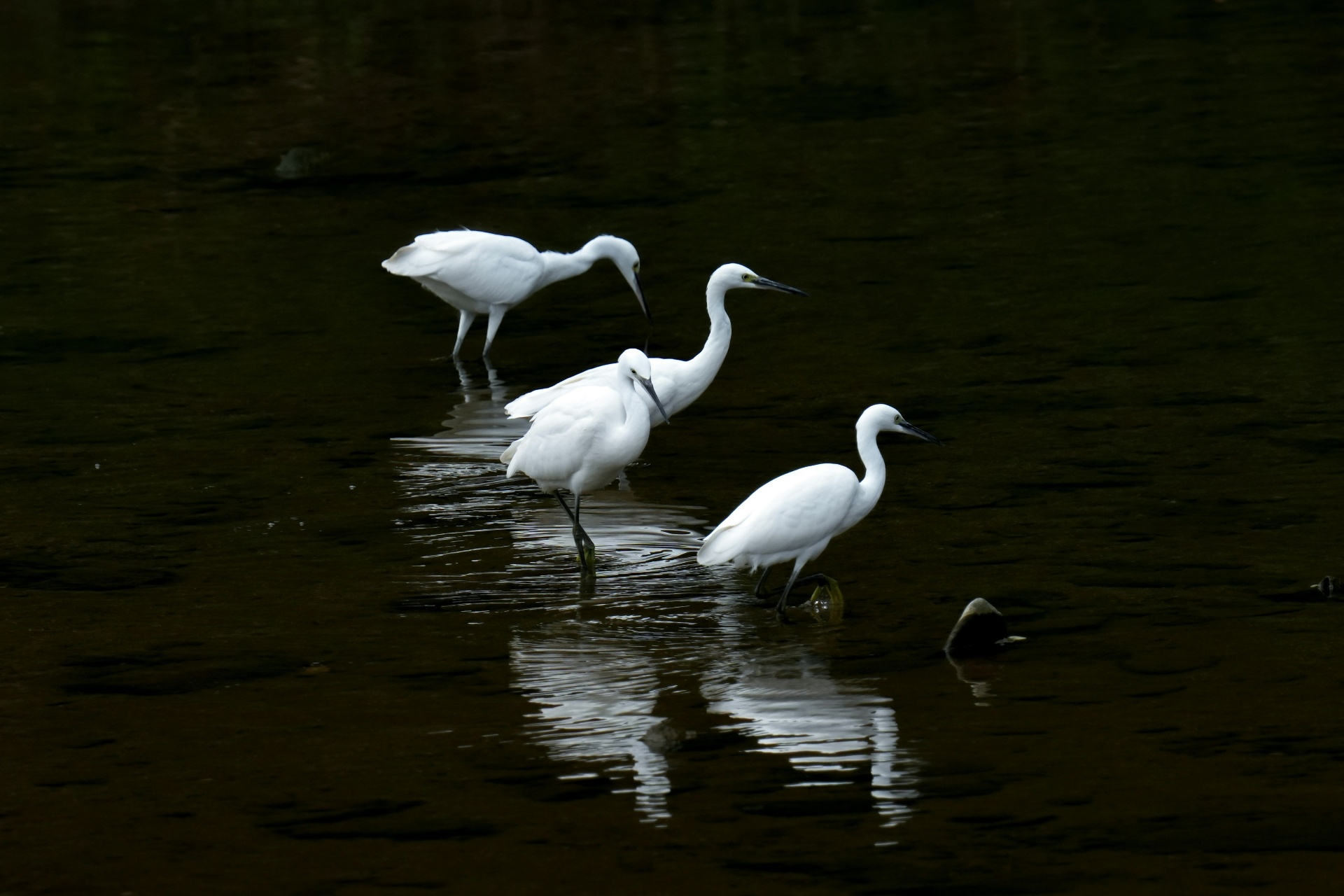 Untitled Image